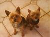 My little Yorkies!-dsc00587.jpg