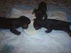 Hmmm.... Can 5 Puppies learn new tricks???-s4010582c.jpg