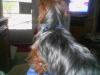 Dudley's hair is growing-picture023.jpg