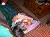 My sleeping babies.-cimg1484.jpg
