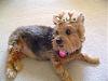 "Queen Bee" Darcy just had a bath....-044.jpg