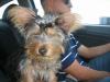 Crunchy's 1st trip to the GROOMERS!-bfr1.jpg