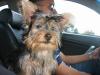 Crunchy's 1st trip to the GROOMERS!-bfr2.jpg