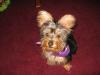 Crunchy's 1st trip to the GROOMERS!-aftr2.jpg