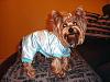 Maxi loves his new Pj from go.fetch!-1.jpg