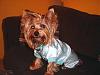 Maxi loves his new Pj from go.fetch!-8.jpg