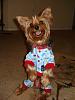 Maxi loves his new Pj from go.fetch!-037.jpg