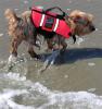 The Salty Dog.....(Sully @ the beach, I mean!)-sullybeachrun.jpg
