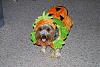odie's a pumpkin-php9hf87upm.jpg