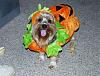 odie's a pumpkin-phpzcwqmgpm.jpg
