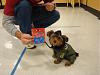 Maverick Vs. PetSmart Costume Contest!-maverickwon.jpg