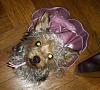 Cookie in her halloween costume-dscn9550.jpg