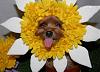 Pia's mommy's little daisy!-7-600-x-430-.jpg