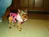 Bailey is stylin' in her new fur coats!-dsc04299.jpg