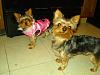 Bailey is stylin' in her new fur coats!-dsc04305.jpg