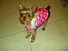 Bailey is stylin' in her new fur coats!-dsc04314.jpg