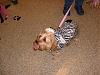 Petsmart Halloween!-crosley-zebra.jpg