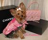 Daisy & her Chanel Purse!-img_9661_m.jpg