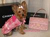 Daisy & her Chanel Purse!-img_9693_m.jpg