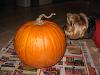 We carved a pumpkin (and by "we" I mean me..)-img_3410.jpg