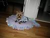 Cassi sleeping in her new bed....by diggy4-cassi-bed-1.jpg