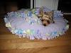 Cassi sleeping in her new bed....by diggy4-cassi-bed-2.jpg