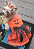 Piccolo in her Shanatink Halloween Dress-piccolo-halloween-2.jpg