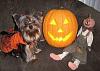 Kikki,Max,Bobo & Libby in their costumes from Tinkerbelle's Closet-dogdressedhalloween2008-101.jpg