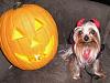 Kikki,Max,Bobo & Libby in their costumes from Tinkerbelle's Closet-dogdressedhalloween2008-156.jpg