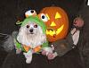 Kikki,Max,Bobo & Libby in their costumes from Tinkerbelle's Closet-dogdressedhalloween2008-114.jpg