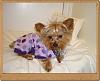 Who likes Polka Dots???-dsc05327.jpg