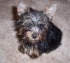 GUESS the YORKIE THURSDAY !-thursday2.jpg