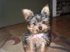 GUESS the YORKIE THURSDAY !-thursday4.jpg