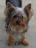 GUESS the YORKIE THURSDAY !-thurs3.jpg