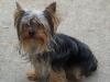 GUESS the YORKIE THURSDAY !-thurs4.jpg