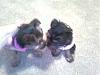HI I'M NEW and wanted to introduce myself and LILLY PAD!!-babykiss.jpg