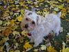 Abbie in the Fall Leaves!-abs2inleaves.jpg