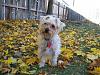 Abbie in the Fall Leaves!-absinleaves.jpg