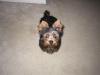 Your Yorkie Pics and weight-ringo4-1-05_edited.jpg