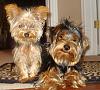 Three yorkie beauties...-ninjapebsept162008.jpg