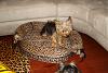 Three yorkie beauties...-pebs.jpg