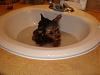 Three yorkie beauties...-leelexiecutiebathsink.jpg