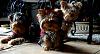 Three yorkie beauties...-favyorkie.jpg