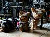 Three yorkie beauties...-ninjalexiepebblesfav.jpg