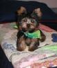 Your Yorkie Pics and weight-ringo3-3.jpg