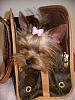 Kali's New Purse!-kalis-new-purse-10-29-2008.jpg