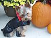 2008 Halloween Contest Outtakes & Bloopers-collar.jpg