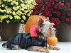 2008 Halloween Contest Outtakes & Bloopers-lay.jpg