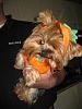 Kenzi....The Sweet Little Chubby Pumpkin!!-5.jpg