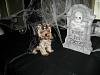 2008 Halloween Contest Outtakes & Bloopers-bloopers-1.jpg